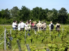 Stage découverte : Cultiver son vin - Loir-et-Cher (41) Loir-et-Cher (41)