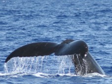 Iceland : Rencontre avec les Baleines en Islande