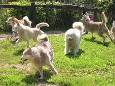 Belgique : Journée découverte de la vie d'un musher pour enfant.