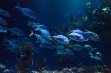 Banc de poissons à l'Aquarium de Paris 
