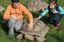 Enfants qui jouent avec les tortues 