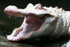 Crocodile albinos du parc  