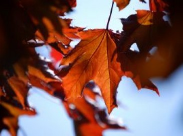 Idées cadeaux pour l'Automne