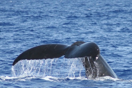 Rencontre avec les baleines en Islande