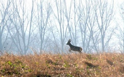 Chasse en Battue du Grand Gibier - Nord (59)