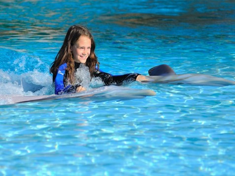 Swim with Dolphins in Portugal