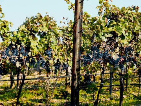 Séjour grands vins de Bordeaux