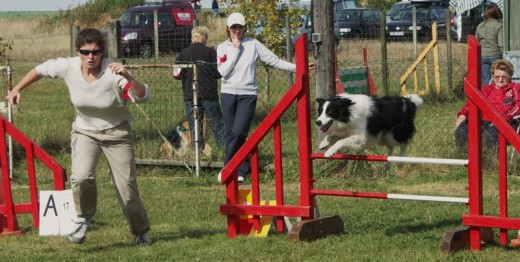 Renforcer les liens avec votre chien - 2h00 - Eure (27)