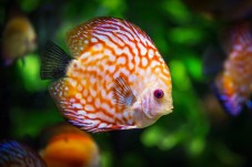 Venez admirer les plus beaux poissons