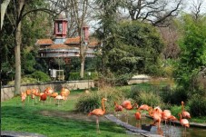 Les Flamants Roses de la Ménagerie 