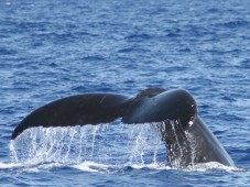 Rencontre avec les baleines en Islande