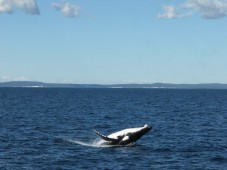 Rencontre avec les baleines en Islande