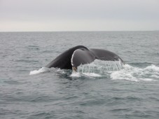 Whale watching
