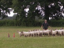 Stage : votre chien au travail sur troupeau - 1 journée - Eure (27)