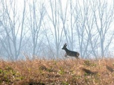 Chasse en Battue du Grand Gibier - Nord (59)