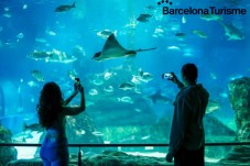 Aquarium of Barcelona - adult 
