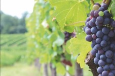 Retracez l'origine des plus grands vins bordelais