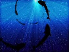 Pesca Embarcada ao Tubarão no Algarve (6h)