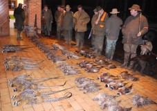 Chasse en Battue au bois - Nord (59)