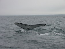 Whale watching