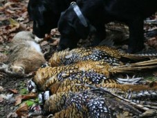 Journée de Chasse  Mixte - Nord (59)