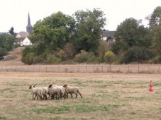 Initiez votre chien au travail sur troupeau - 2h00 - Eure (27)