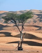 Wadi Al Abyadh en journée complète en 4x4