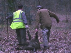 Chasse en Battue du Grand Gibier - Nord (59)