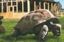 Tortue géante du parc 