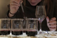 Atelier de vinification avec un sommelier | Caves du Louvre  - Paris (75)