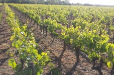 Vin et plaisir - 1 box incluse - Domaine Epiard - Vendée (85)