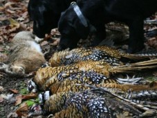 Chasse en Battue au bois - Nord (59)