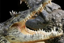 Les redoutables alligators du parc 