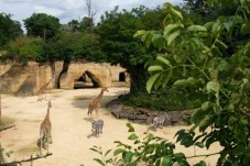 Girafes du Bioparc 