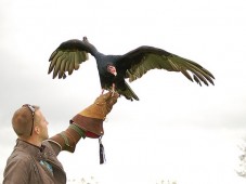 Cours de fauconnerie privé pour 2, à Wicklow - Irlande