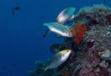 Baptême de Plongée à Fréjus - Départ du Bateau