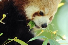 Un Panda roux de la Ménagerie 