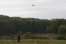 Chasse en Battue du Grand Gibier - Nord (59)