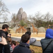 Les Girafes du Parc 