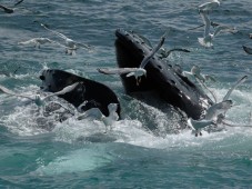 Rencontre avec les baleines en Islande