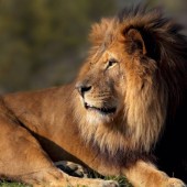 Le Lion majestueux 