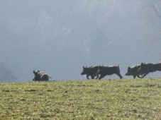 Chasse en Battue du Grand Gibier - Nord (59)