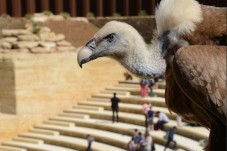 Vautour du Bioparc 