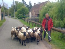 Stage : votre chien au travail sur troupeau - 1 journée - Eure (27)