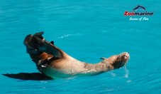 Swim with Dolphins in Portugal