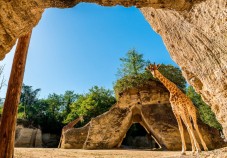 Girafes du Bioparc 