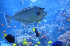 Les poissons tropicaux