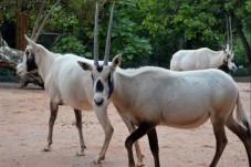 Antilopes de la Ménagerie 