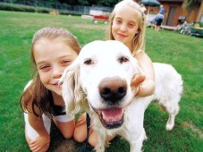Education et consultation comportements de votre chien - 4h00 - Eure (27)