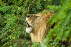 Lion du Bioparc